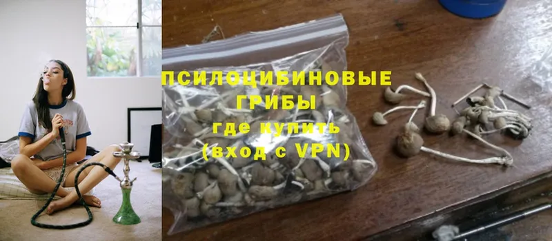 Псилоцибиновые грибы Cubensis  наркотики  Заозёрск 